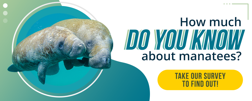 Email graphic with two manatees and asking the viewer to take a survey for how much do they know about manatees.