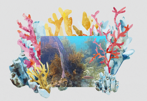 Email Gif promoting the "Coral Cam" a live footage FL coral reef stream.