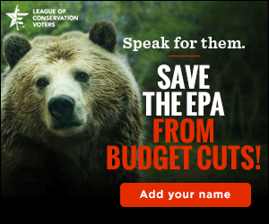 Web Banner of Bear photo with Speak for them and Save the EPA from budget cuts text overlaid for LCV.