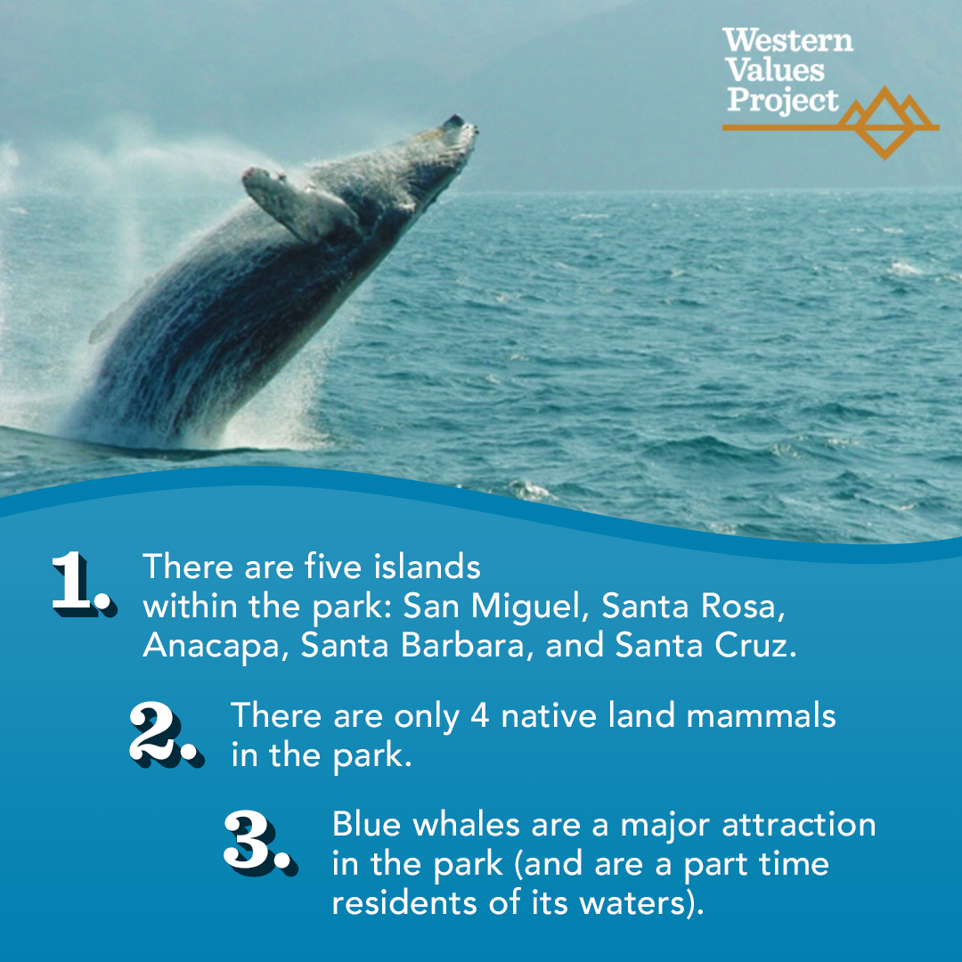 Infographic of three fun facts about Channel Island with a photo of a breeching whale from the area. 
